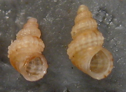 Alvania scabra, oranica